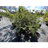 Ulmus elegantissima 'Jacqueline Hillier' - Zwergulme