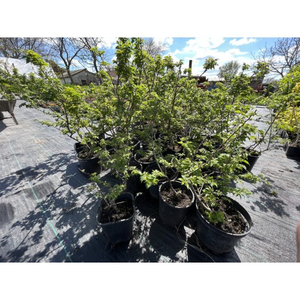 Ulmus elegantissima 'Jacqueline Hillier' - Zwergulme
