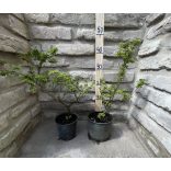 Ulmus elegantissima 'Jacqueline Hillier' - Zwergulme