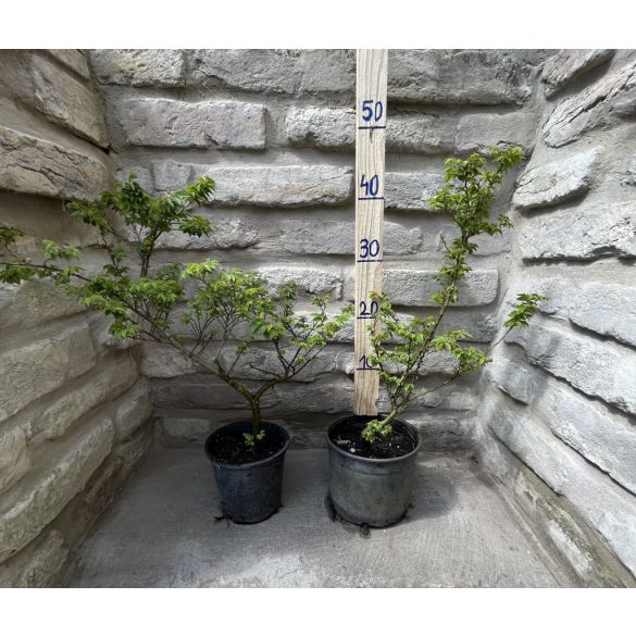 Ulmus elegantissima 'Jacqueline Hillier' - Zwergulme