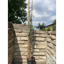 Pyrus communis 'Pendula' – Hängebirne