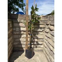 Platanus acerifolia - Platane