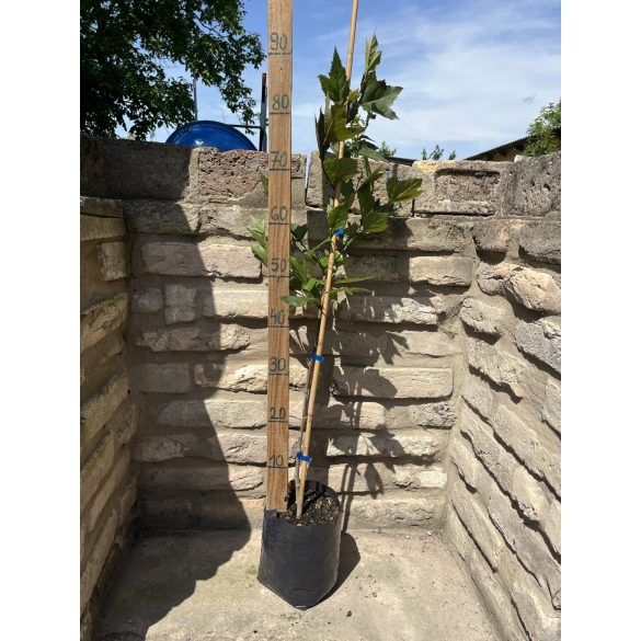 Platanus acerifolia - Platane