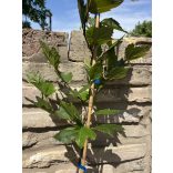 Platanus acerifolia - Platane