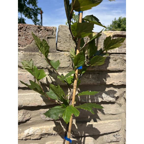 Platanus acerifolia - Platane