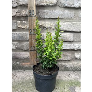 Berberis thunbergii 'Powwow' - Berberitz