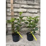 Rote Johannisbeere – Jonkheer van Tets - Ribes rubrum