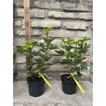 Rote Johannisbeere – Jonkheer van Tets - Ribes rubrum