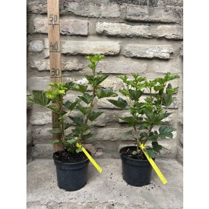 Rote Johannisbeere – Jonkheer van Tets - Ribes rubrum