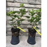 Rote Johannisbeere – Jonkheer van Tets - Ribes rubrum