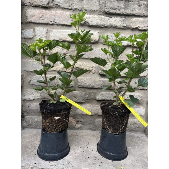 Rote Johannisbeere – Jonkheer van Tets - Ribes rubrum