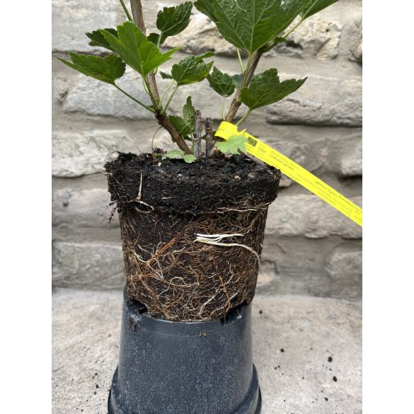 Rote Johannisbeere – Jonkheer van Tets - Ribes rubrum