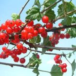 Rote Johannisbeere – Jonkheer van Tets - Ribes rubrum