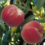 Pfirsich – Dixired – Prunus persica