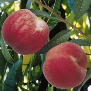 Pfirsich – Dixired – Prunus persica