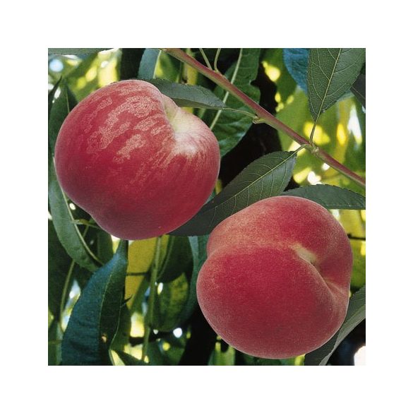 Pfirsich – Dixired – Prunus persica