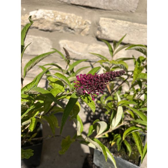 Sommerflieder - Buddleia davidii 'Sugar Plum'