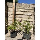 Sommerflieder - Buddleia davidii 'Sugar Plum'