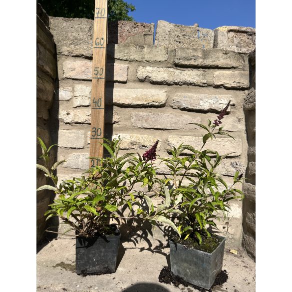 Sommerflieder - Buddleia davidii 'Sugar Plum'