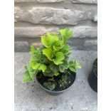 Ginkgo biloba 'Mariken' - Fächerblattbaum