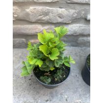 Ginkgo biloba 'Mariken' - Fächerblattbaum