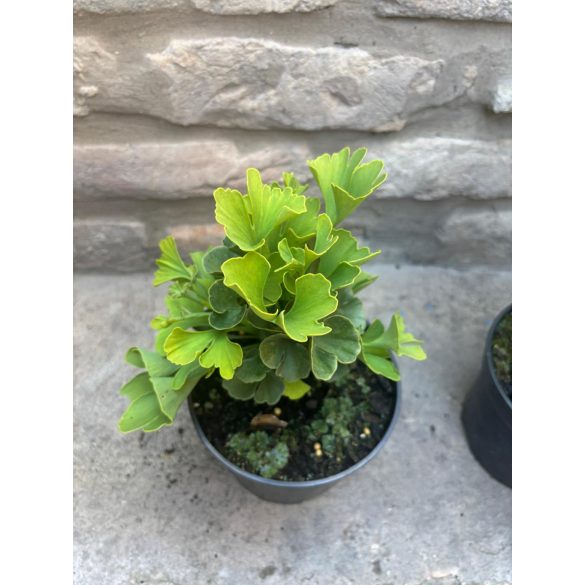 Ginkgo biloba 'Mariken' - Fächerblattbaum