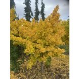 Ginkgo biloba 'Mariken' - Fächerblattbaum