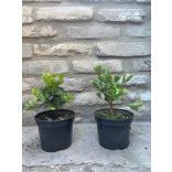 Ginkgo biloba 'Mariken' - Fächerblattbaum