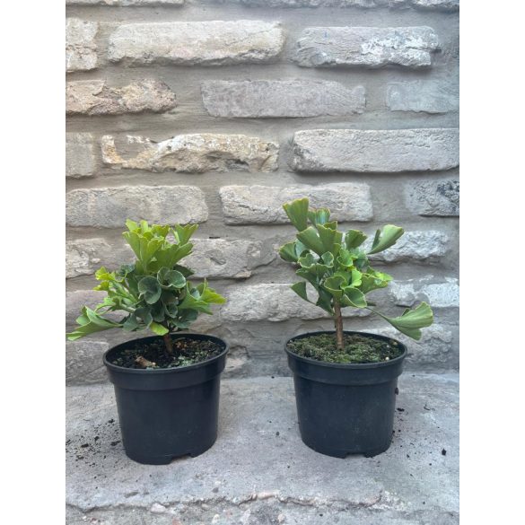 Ginkgo biloba 'Mariken' - Fächerblattbaum