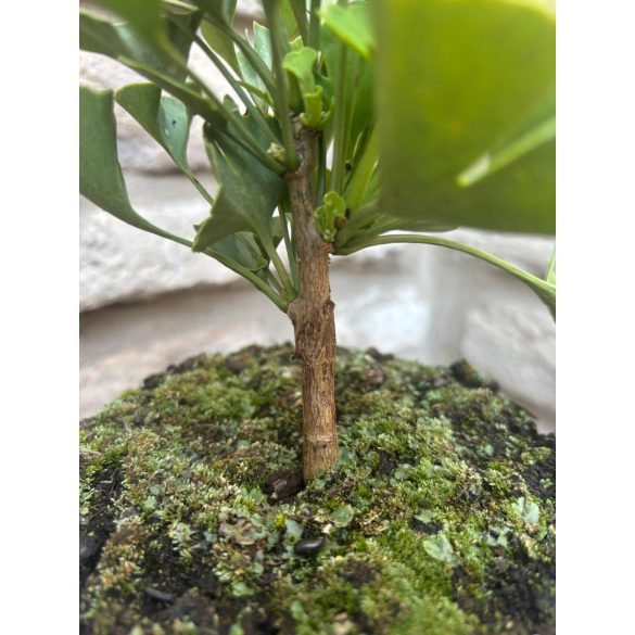 Ginkgo biloba 'Mariken' - Fächerblattbaum