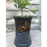 Ginkgo biloba 'Mariken' - Fächerblattbaum