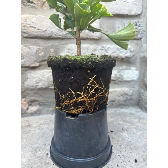 Ginkgo biloba 'Mariken' - Fächerblattbaum