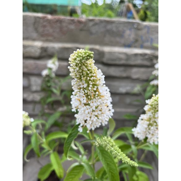 Sommerflieder, Schmetterlingsstrauch, Schmetterlingsflieder – Weiß – Buddleia davidii