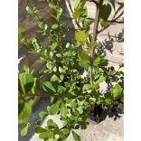 Säulen-Birkenpappel - Populus simonii ‘Fastigiata’