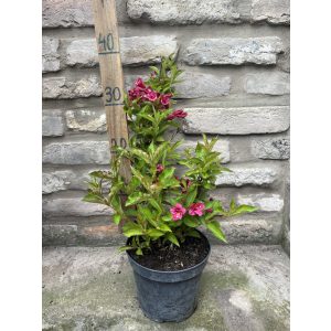 Weigela – Weigela rosea