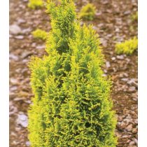   Chamaecyparis lawsoniana 'Ellwood's Gold' - Goldener Ellwood-Zypressen