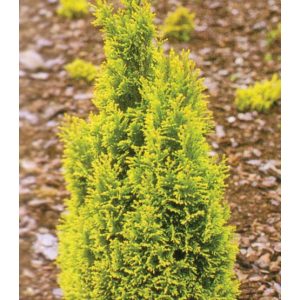 Chamaecyparis lawsoniana 'Ellwood's Gold' - Goldener Ellwood-Zypressen