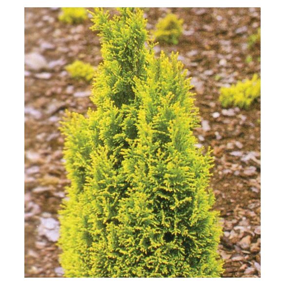 Chamaecyparis lawsoniana 'Ellwood's Gold' - Goldener Ellwood-Zypressen