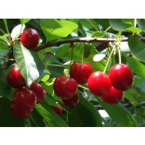 Sauerkirsche – Erder Jubileum – Prunus cerasus