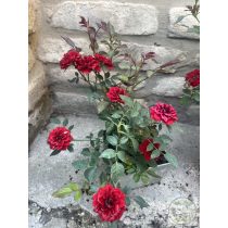 Bodendecker – Rose – Rosa – Beetrose ‘Dark Red"