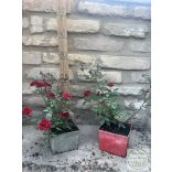 Bodendecker – Rose – Rosa – Beetrose ‘Dark Red"
