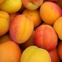   Aprikose – Marille – Budapest – Prunus armeniaca – im Container