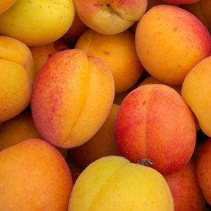 Aprikose – Marille – Budapest – Prunus armeniaca – im Container