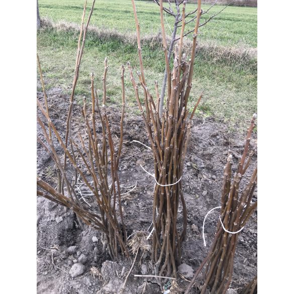 Walnuss Milotai 10 Veredelung – Juglans regia