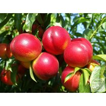   Nektarine – Caldesi 2000 – Prunus persica var. nucipersica
