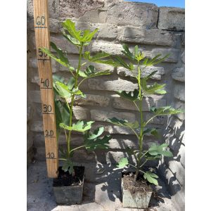 Feige- Ficus carica "Smyrna"