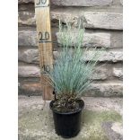 Blauschwingel (Festuca glauca) – Ziergras