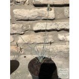 Blauschwingel – Elijah Blue - Festuca glauca