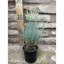 Blauschwingel (Festuca glauca) – Ziergras