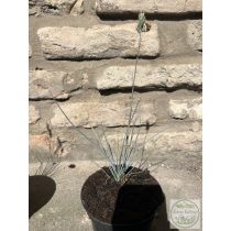 Blauschwingel – Elijah Blue - Festuca glauca